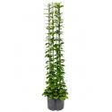 Hoya australis 150 hydrocultuur plant